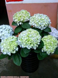 秀球花又开了
