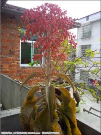 圣诞节就要到了,圣诞花开了