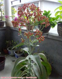 圣旦花