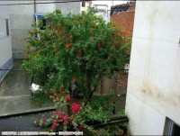 石榴花开了