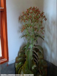 圣诞花