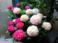 小院子的花