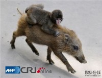 日本动物园内一只小野猪给小猴子当坐骑