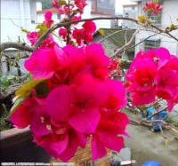 三角梅花