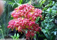 圣诞花开象红枣又象灯龙花
