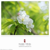 一片春心付海棠