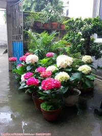 小院了的花