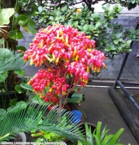 圣诞花好种