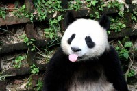 一只大熊猫对着镜头做鬼脸