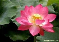 夏季荷花拍摄实战教程(二)