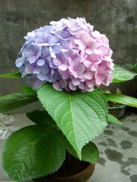 变色秀球花