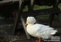 丫丫你的头哪里整的？