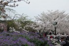 仲春临江城、和风捎樱花