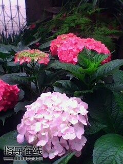 IMG0078A.jpg