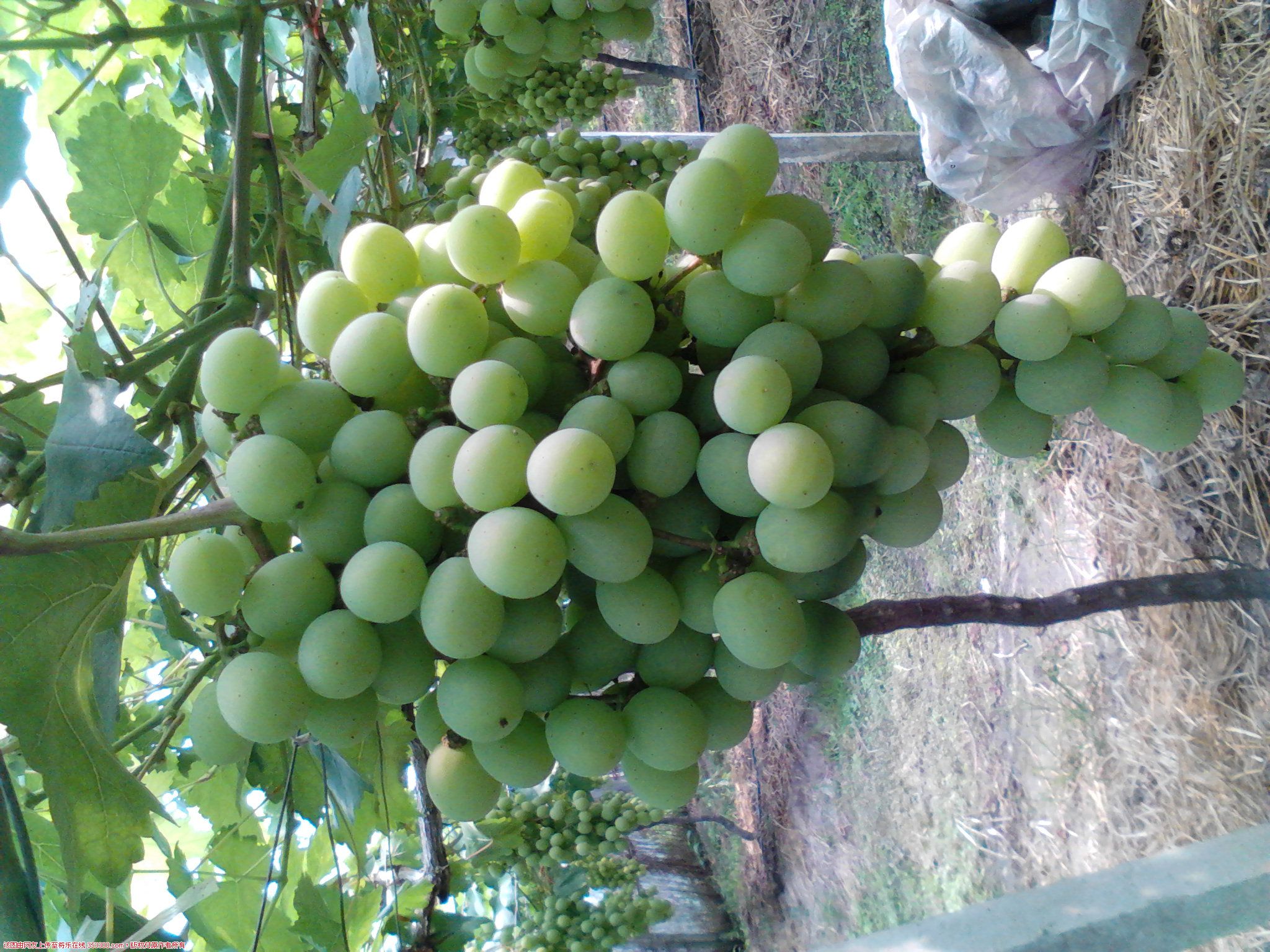 Camera_20120614_095027.jpg