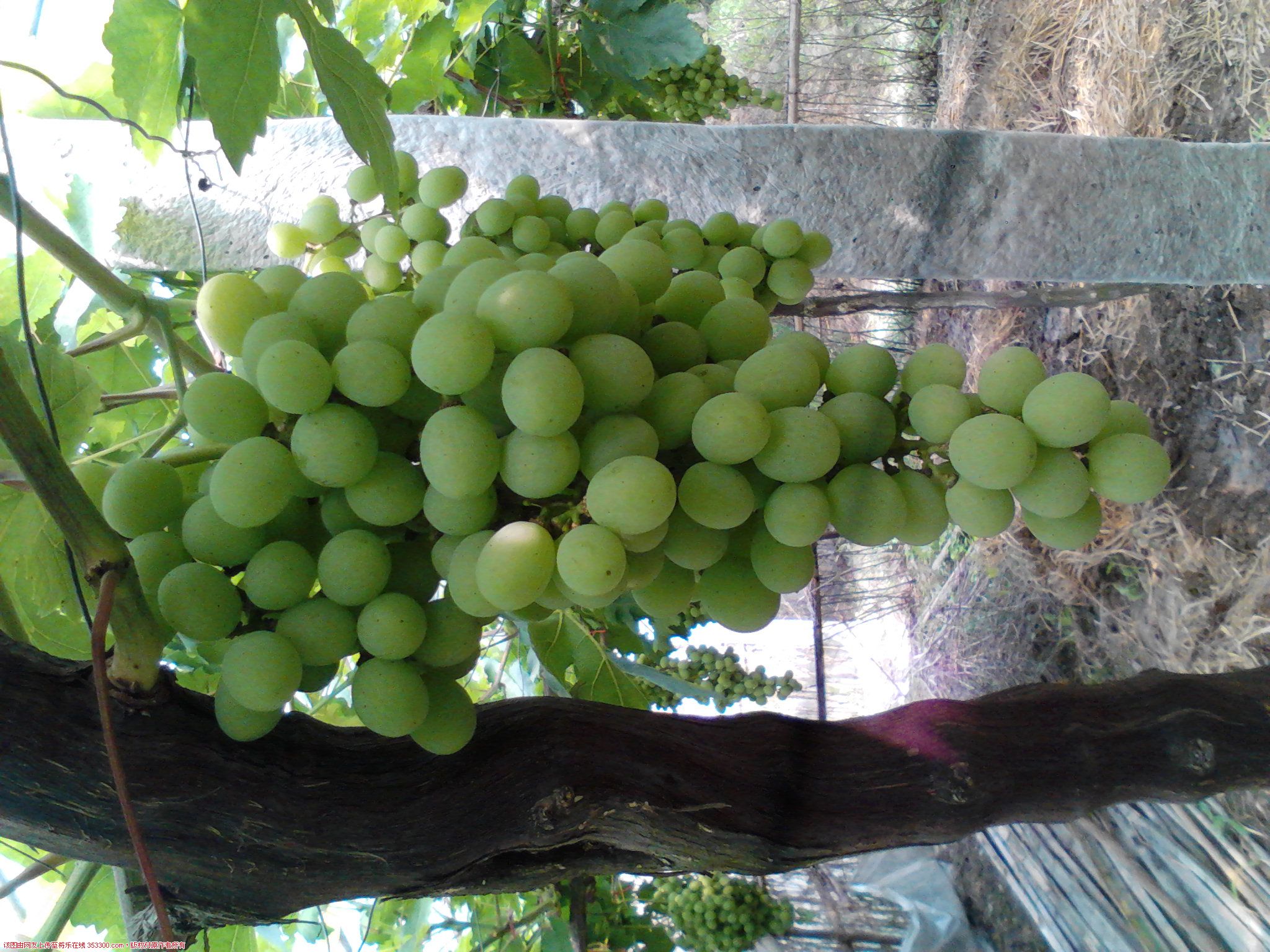 Camera_20120614_094914.jpg