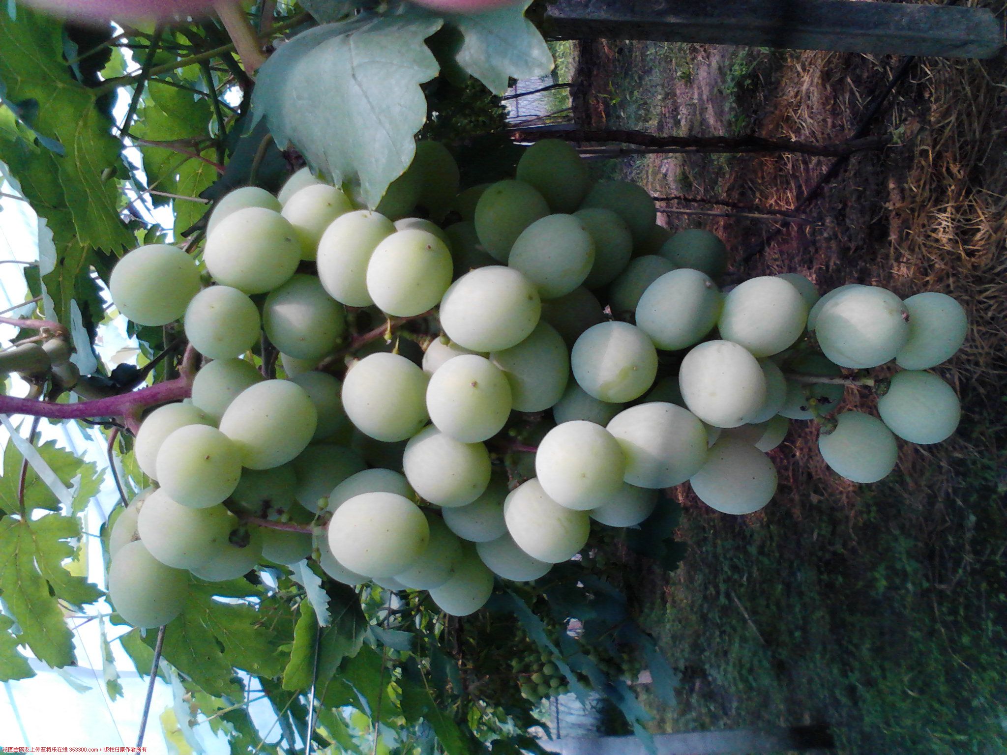 Camera_20120614_094556.jpg