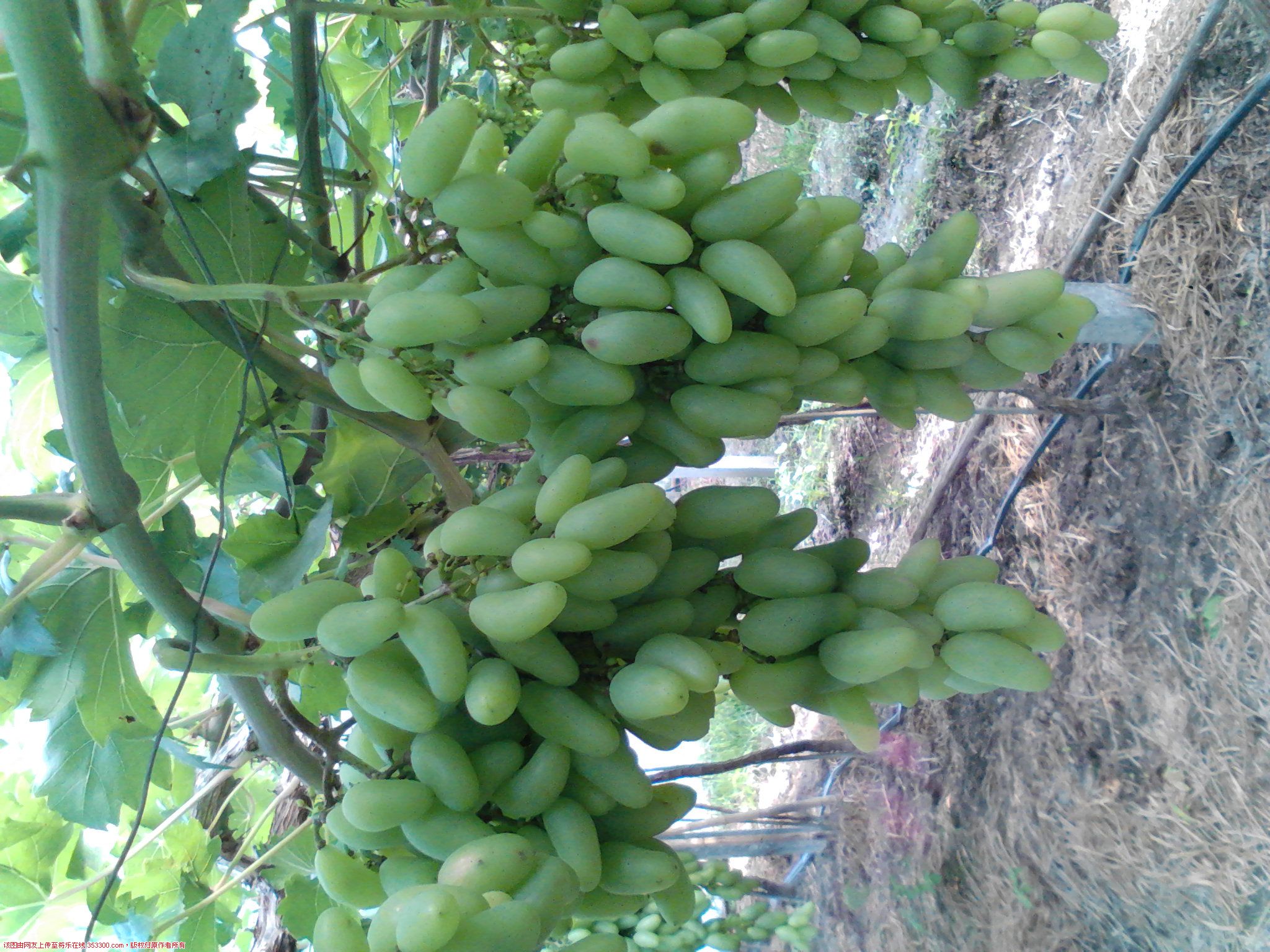 Camera_20120614_090527.jpg
