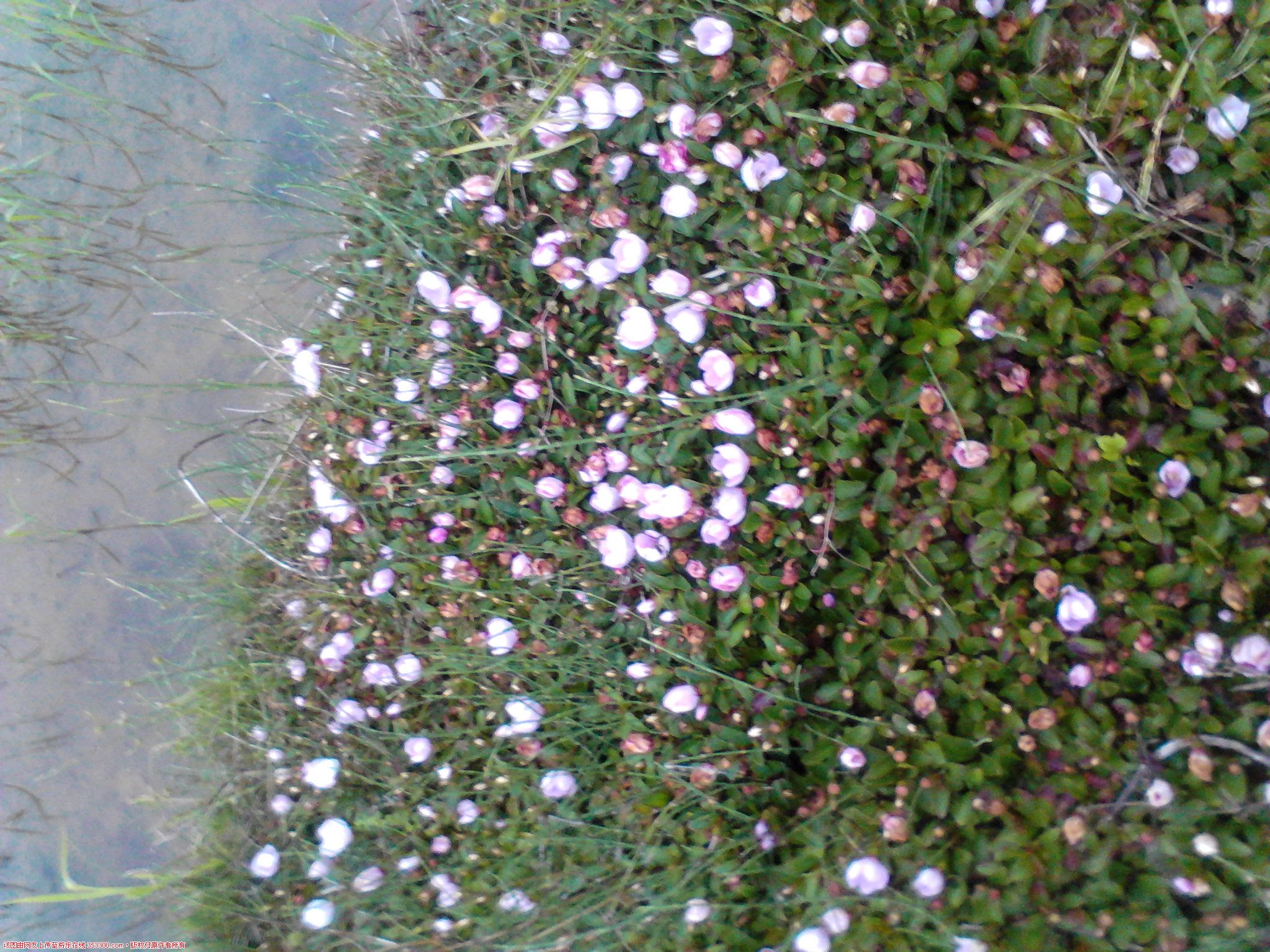 Camera_20120605_184846.jpg