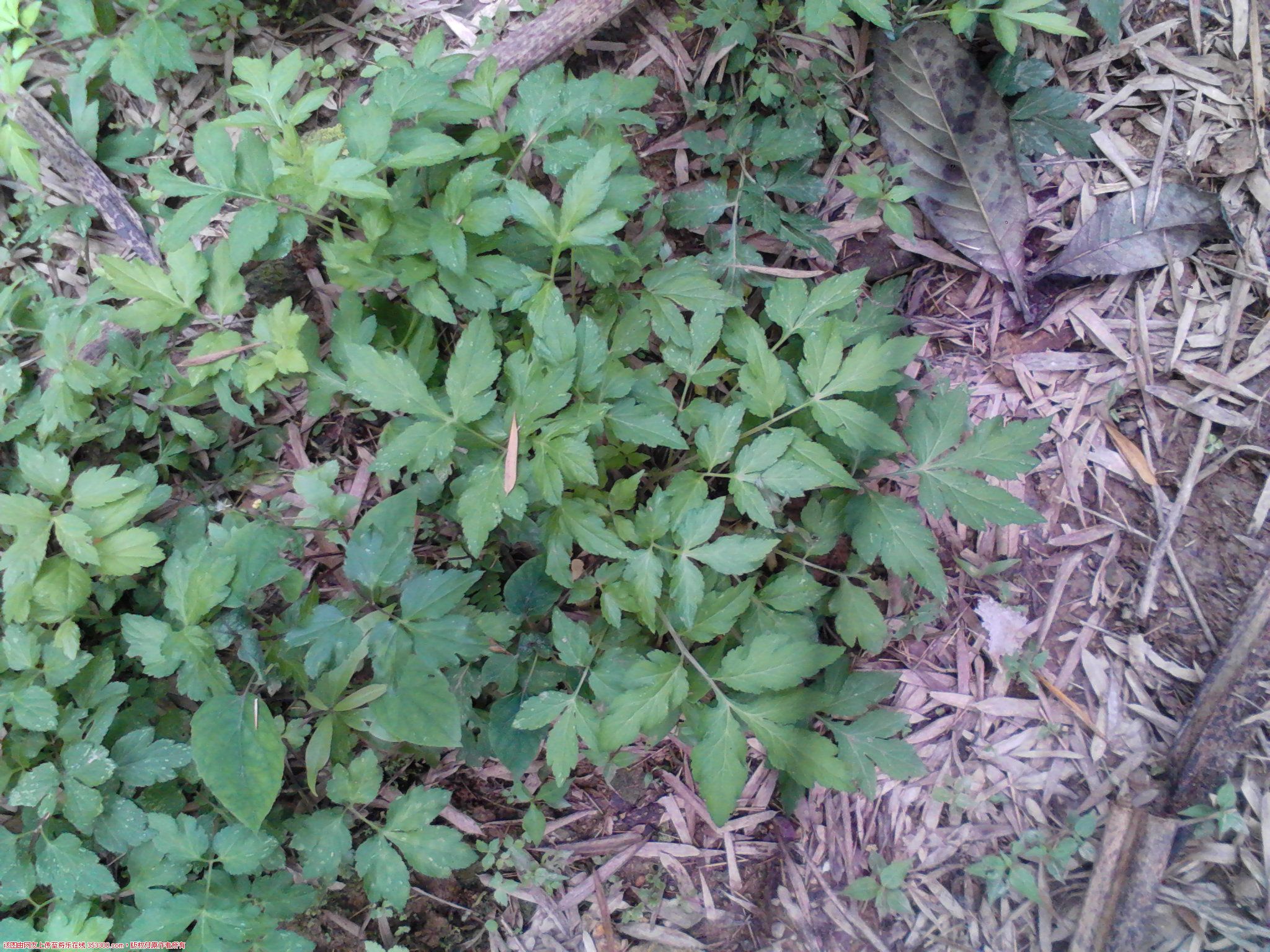 Camera_20120428_114503.jpg