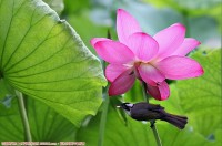 荷花开了，大家拍照去吧