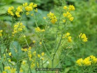 那些花儿