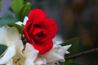 春天来了，发几张花花草草