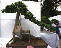 福建第六届------福州盆景，花卉展拍摄！！