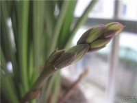 兰花包