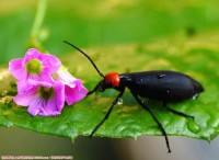 “怀孕”红头昆虫，，，，，！