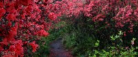 最美将乐宝台山，杜鹃花海闹人潮