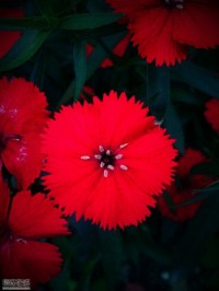 一朵小红花