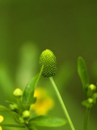 春天的花花草草（2）