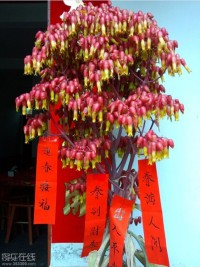 圣诞树新春祝福