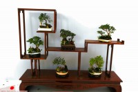 福建第六届------福州盆景，花卉展拍摄！！