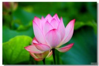 心似莲花开