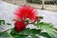 合欢树花！！