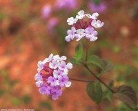 默默无闻（名不经传）的小草，，，，，！