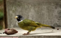 领雀嘴鹎!!