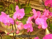 2009新春广州花市掠影