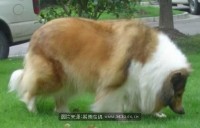 自己的靓狗,如有狗友一起加将乐人自己的宠物群<将乐名宠一族>群号:33527157