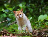 山猫----野猫？