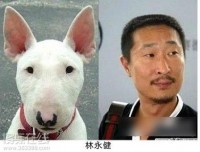 那些长得像明星的动物们，不许笑！