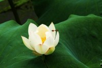 荷花小照