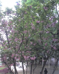 樱花啊 居然是樱花