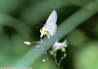微距-----小蝴蝶！