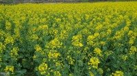 际下村油菜花就这么任性 花儿想怎么开就怎么开