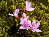 杜鹃花开