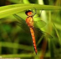 昆虫--（蜻蜓！）的世界小王国，，，，，！