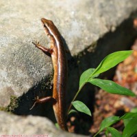 石龙子(Scincidae)－别名；四脚“蛇”！！